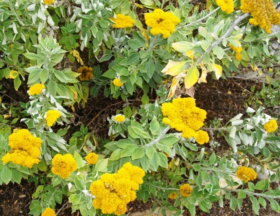 Helichrysum umbraculigerum