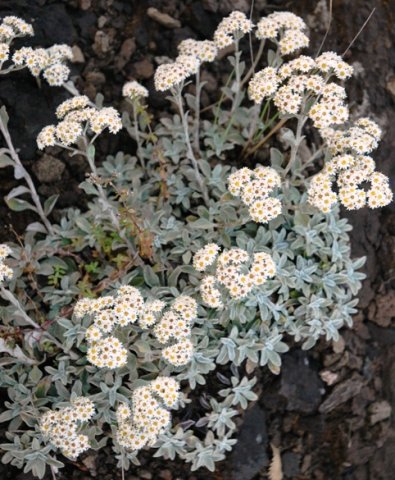 Helichrysum sutherlandii flowering in the Drakensberg
