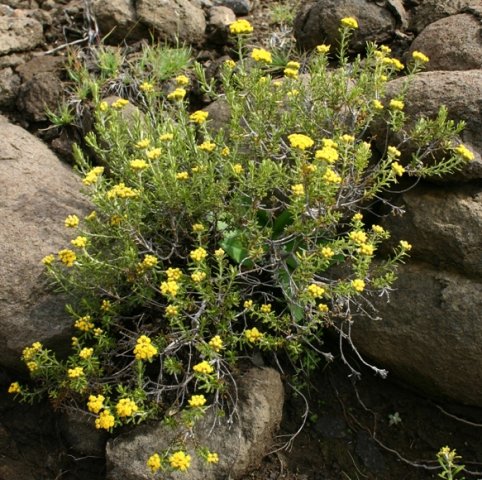 Helichrysum trilineatum in Lesotho