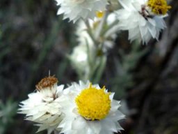 Helichrysum