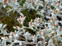 Helichrysum cochleariforme, but in the wrong location