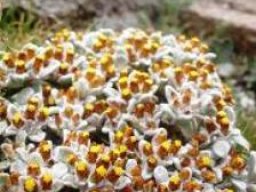 Helichrysum lineatum