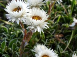 Helichrysum marginatum