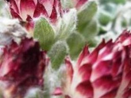 Helichrysum milfordiae