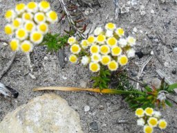Helichrysum teretifolium in the De Hoop Reserve
