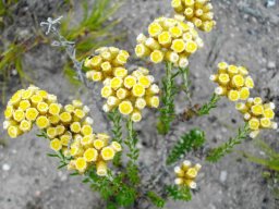 Helichrysum teretifolium flowerheads