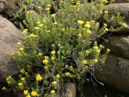 Helichrysum trilineatum in Lesotho