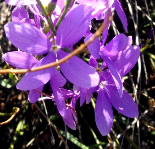 Heliophila juncea flower