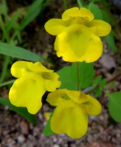 Hemimeris racemosa corollas