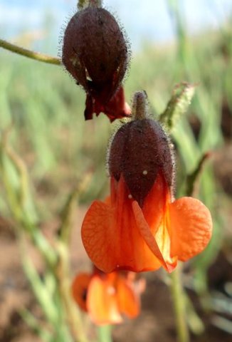 Hermannia cristata flower