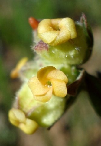 Hermannia hyssopifolia flower