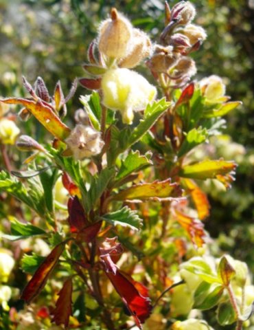 Hermannia hyssopifolia leaves, sepals and calyces