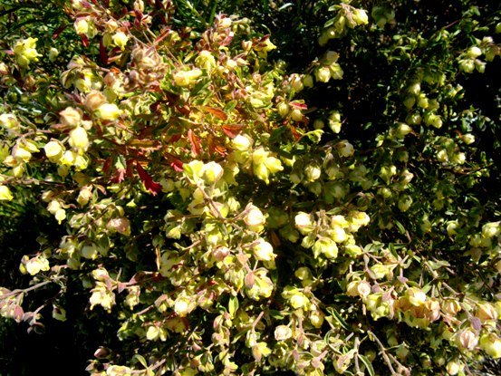 Hermannia hyssopifolia, a plant used by the locals
