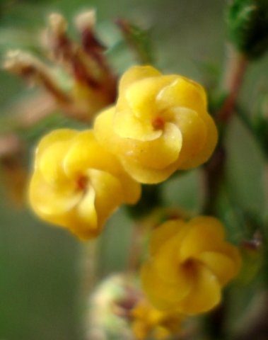 Hermannia joubertiana pollinators small or long-tongued