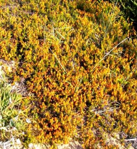 Hermannia pinnata spreading across the sand