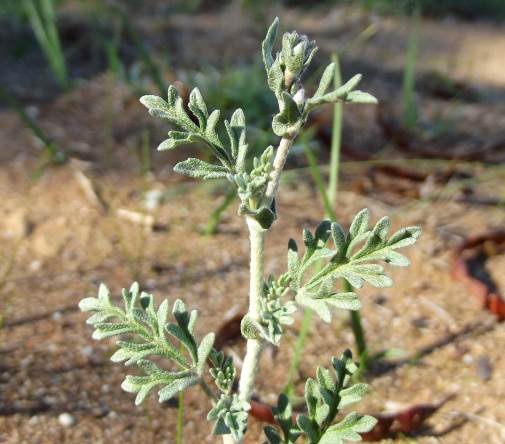 Hermannia pulverata leaves