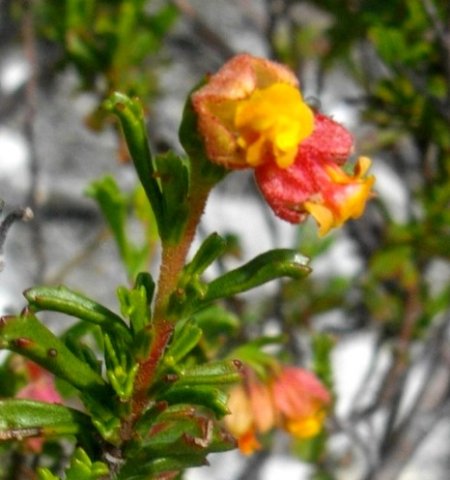 Hermannia rudis leaves