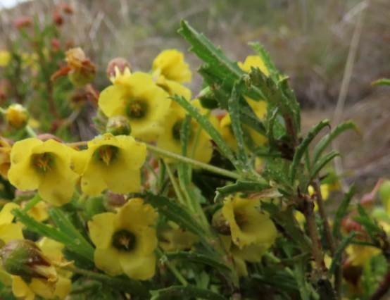 Hermannia saccifera flowers