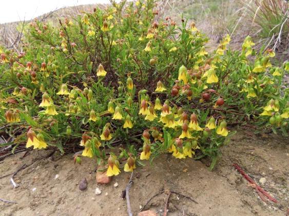 Hermannia saccifera