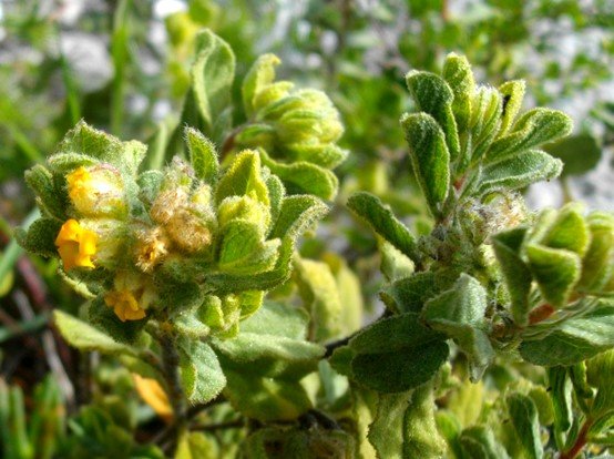 Hermannia salviifolia var. salviifolia