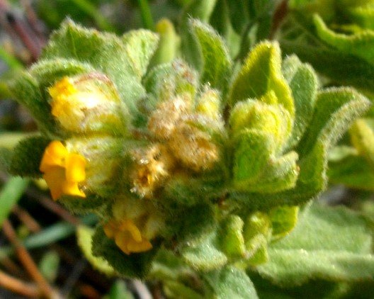 Hermannia salviifolia var. salviifolia flowers