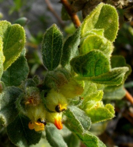 Hermannia salviifolia var. salviifolia leaf surfaces
