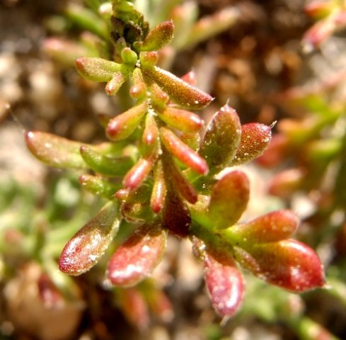 Hermannia procumbens subsp. orgasmiodorata leaves