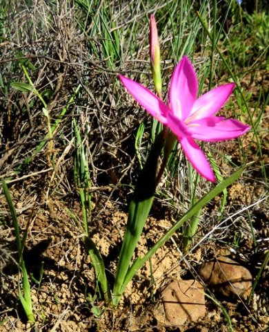 Hesperantha pauciflora leaves