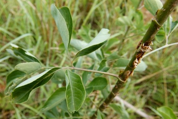 Heteromorpha arborescens var. abyssinica young stem