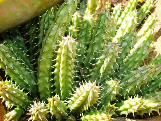 Hoodia gordonii