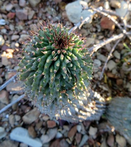 Hoodia pilifera subsp. pilifera new growth