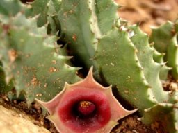 Huernia zebrina subsp. insigniflora