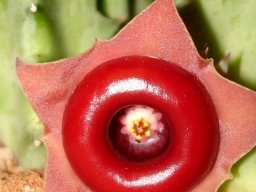 Huernia zebrina subsp. insigniflora flower
