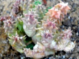 Huernia, succulent brother of the rainbow