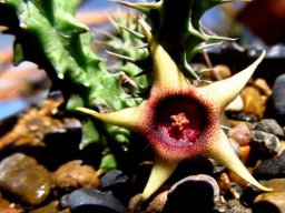 Huernia verekeri more spots