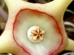 Huernia verekeri flower centre