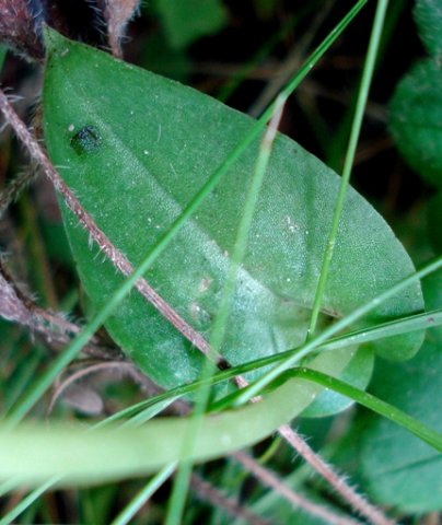 Huttonaea oreophila leaf