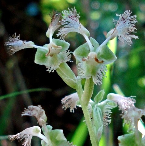 Huttonaea pulchra flower
