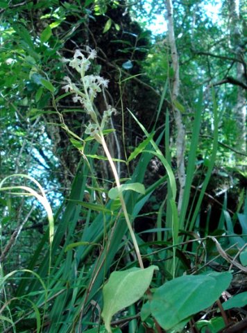 Huttonaea pulchra