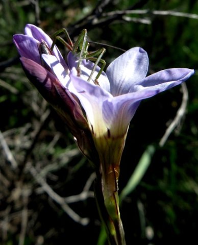 Ixia rapunculoides, six tepals and six legs