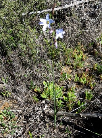 Ixia rapunculoides