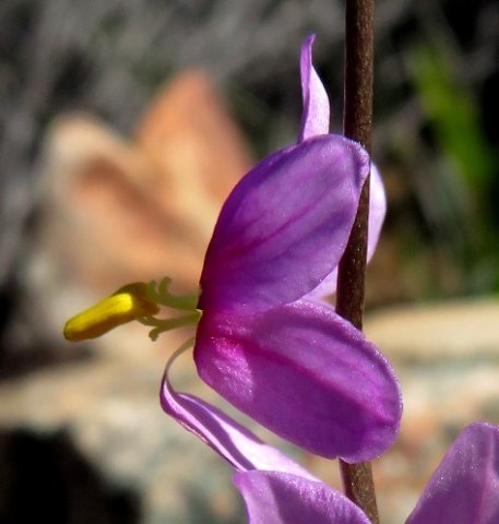Ixia scillaris subsp. latifolia, the agretjie