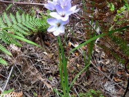 Ixia polystachya plant