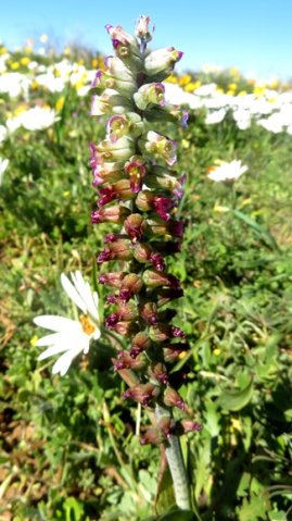 Lachenalia canaliculata many stubby flowers