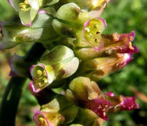 Lachenalia canaliculata anthers