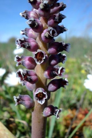 Lachenalia suaveolens flowers