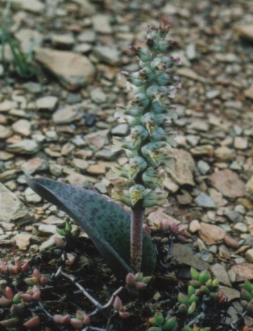 Lachenalia karooica