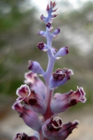 Lachenalia membranacea upper spike