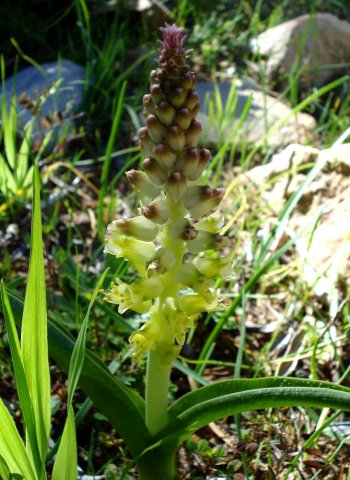 Lachenalia pallida flower colour changes