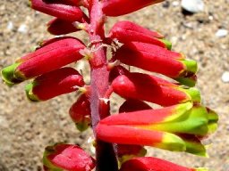 Lachenalia